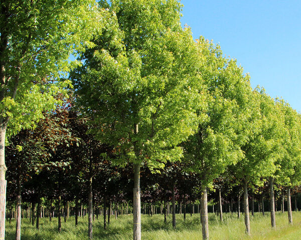 Acer saccharinum 'Pyramidale' (Srebrni javor)