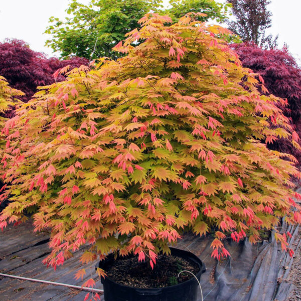 Acer shirasawanum 'Moonrise' (Japonski javor)