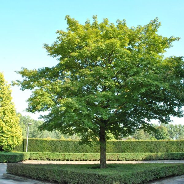 Acer zoeschense 'Annae (Hibridni javor Anne')