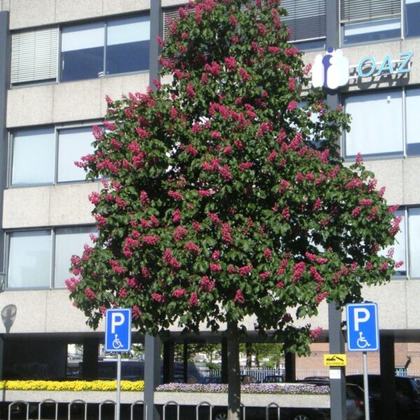 Aesculus x carnea 'Briotii' (Rožnati divji kostanj)