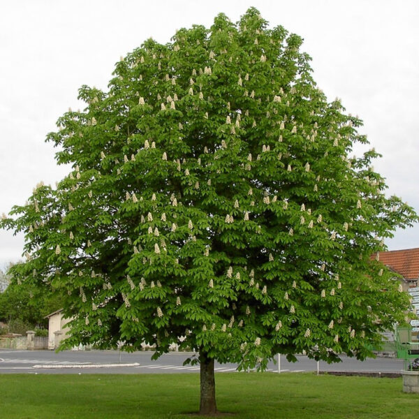 Aesculus hippocastanum (Navadni divji kostanj)