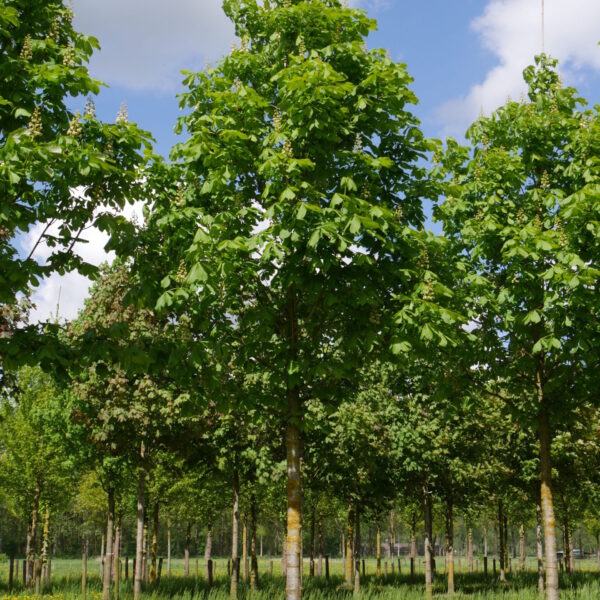Aesculus hippocastanum 'Baumanii' (Divji kostanj)