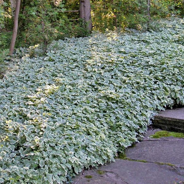 Aegopodium podagraria 'Variegata' (Pisanolist. nav. regačica)