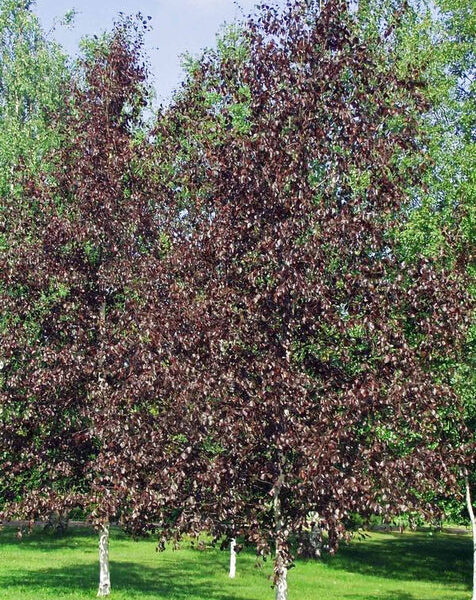 Betula pendula 'Crimson Frost'  (Rdečelistna breza)
