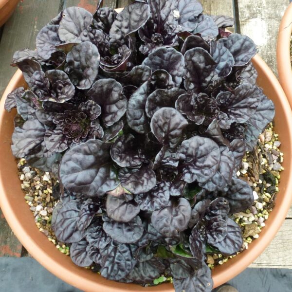 Ajuga reptans 'Black Scallop'(Rdečelistni skrečnik)