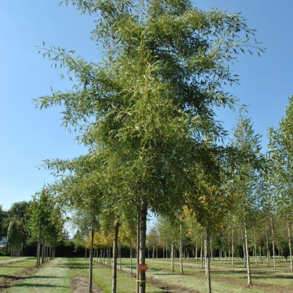 Alnus glutinosa 'Imperialis' (Črna jelša)