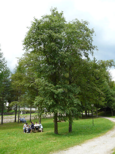 ALIN_0.jpeg Alnus ilcana (Siva Jelša) - slika 1