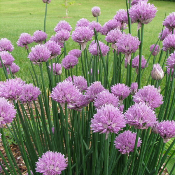 Allium schoenoprasum (Drobnjak)