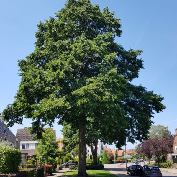 Alnus x spaethii (Jelša)