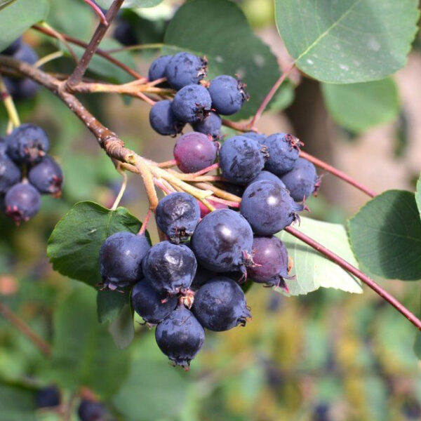 Amelanchier alnifolia 'Krasnojarskaja' (Šmarna hrušica)