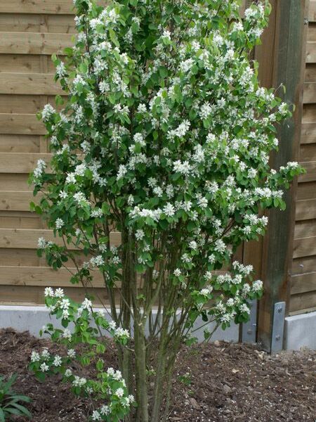 Amelanchier alnifolia 'Obelisk' (Šmarna hrušica)