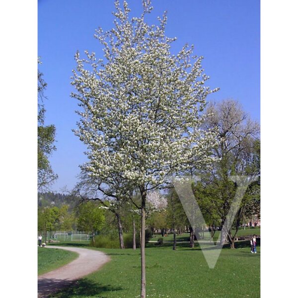 Amelanchier arborea 'Robin Hill' (Šmarna hrušica)
