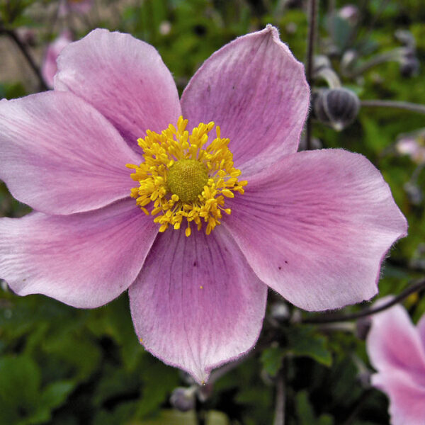 Anemone hupehensis 'Pink Saucer' (Japonska vetrnica)