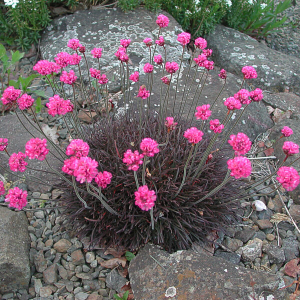 Armeria maritima 'Rubrifolia' (RdečelistniPečnik)