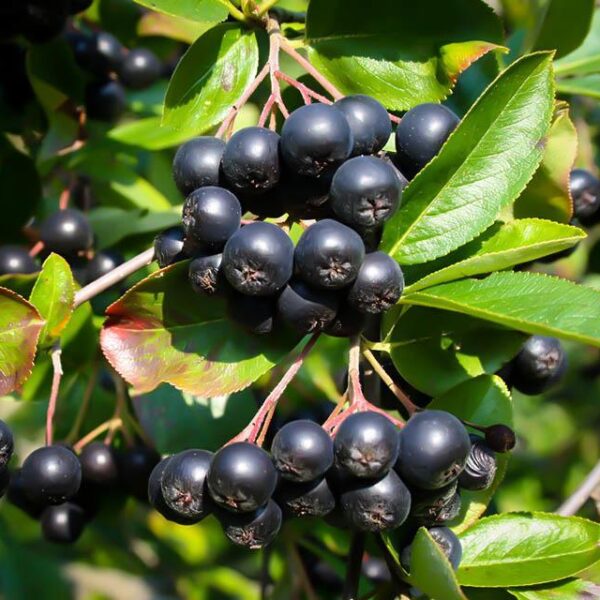 Aronia prunifolia `Nero` (Aronija)