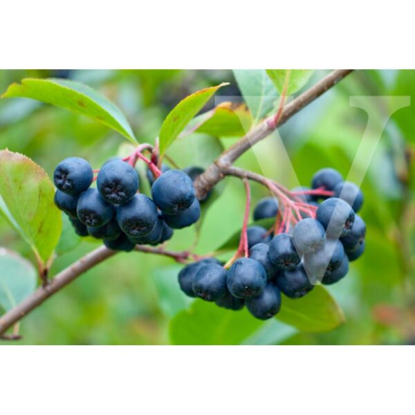 Aronia prunifloia 'Viking' (Aronija)