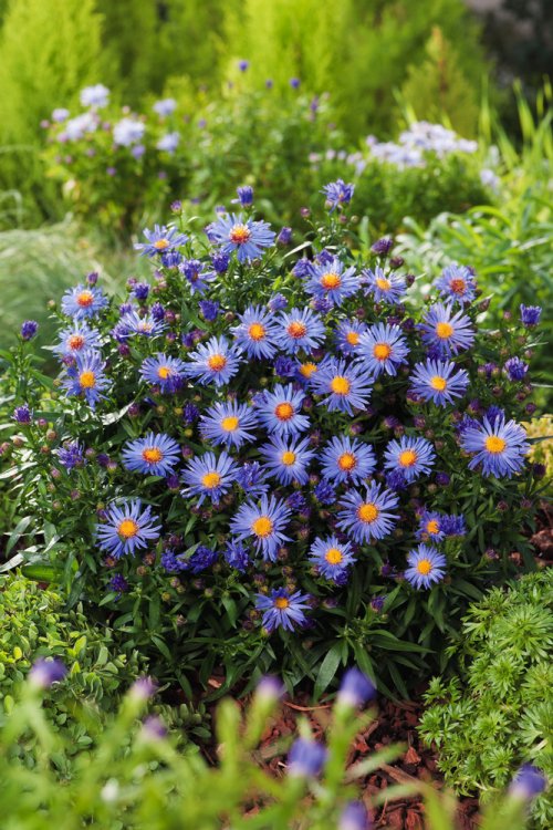 ASDUBLGL_0.jpg Aster dumo. 'Blauer Gletscher' (Jesenska astra/Nebina) - slika 1