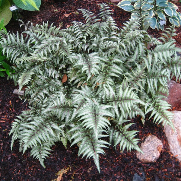 Athyrium niponicum 'Metallicum' (Japonska praprod)