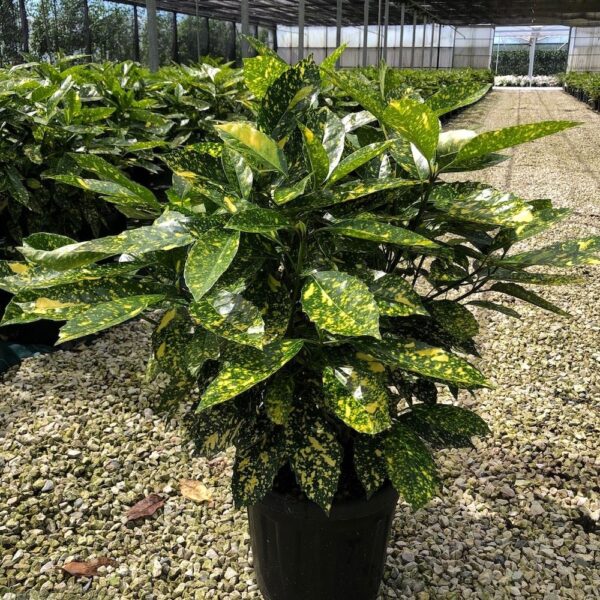 Aucuba japonica 'Variegata' (Aucuba)