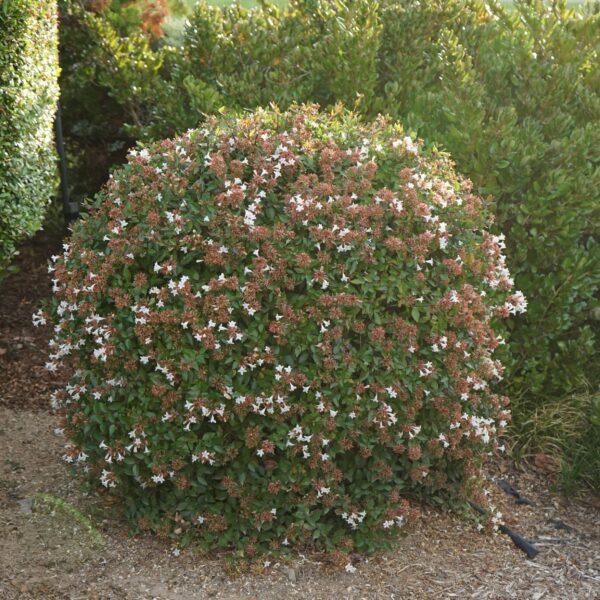 Abelia × grandiflora BALL(Velikocvetna abelija krogla)