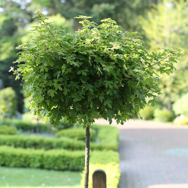 Acer campestre 'Anny's Globe' (Javor)