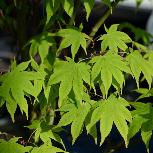 Acer palmatum 'Limelight' (Japonski javor 'Limelight')
