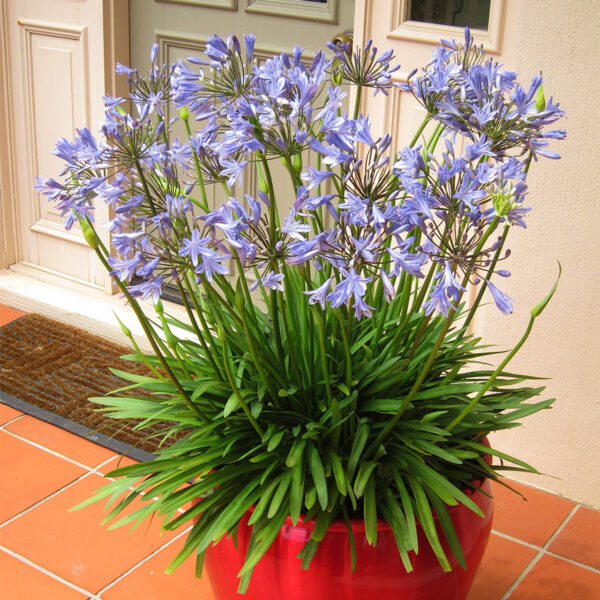 Agapanthus pra. 'Blue Storm' (Modra afriški lilija)