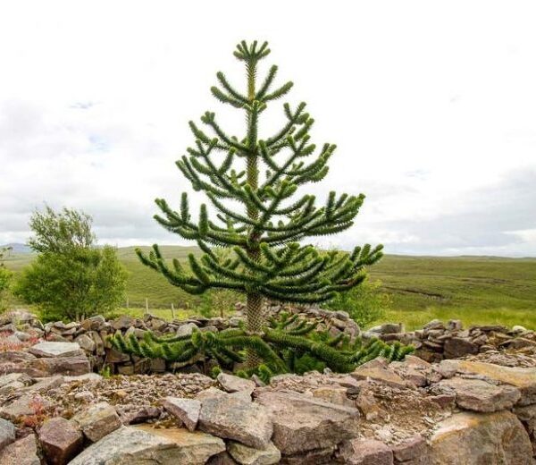 Araucaria araucana (Čilska smreka)