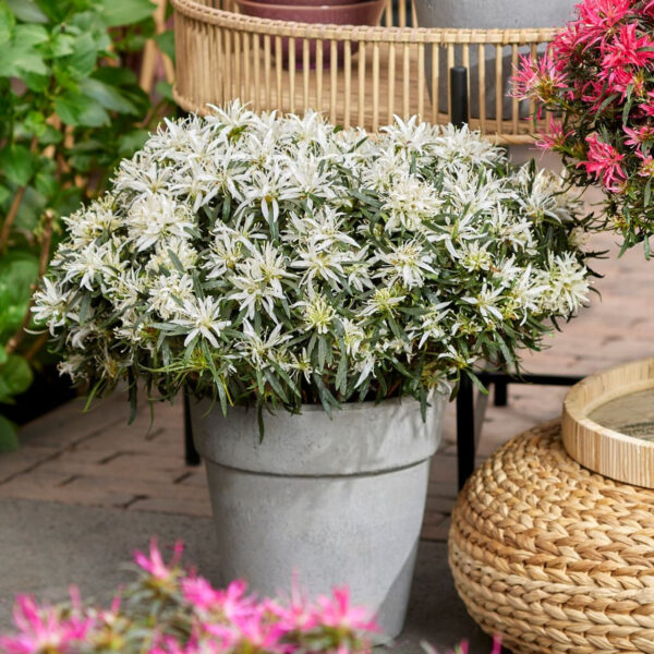 Azalea japonica 'Star Style White' (Japonska azaleja bela)