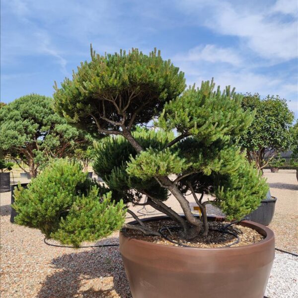 Bonsaj bor Pinus mugo, 160 cm.