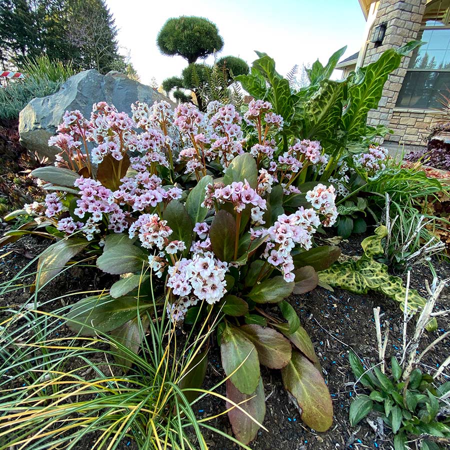 BEANKI_0.jpg Bergenia 'Angel Kiss' (Velikonočnica/Bergenija) - slika 1