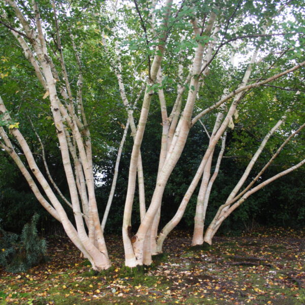 Betula ermanii (Breza)