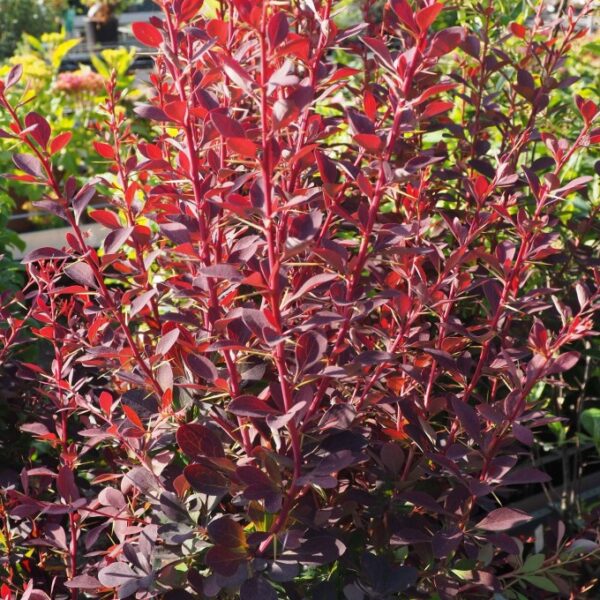 Berberis ottawensis 'Auricoma' (Češmin)