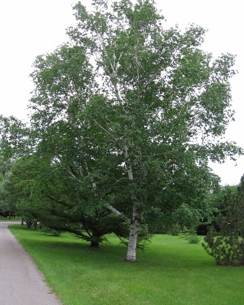 Betula papyrifera (Papirna breza)