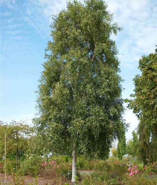 Betula pendula 'Fastigiata' (Stebrasta nav. breza)