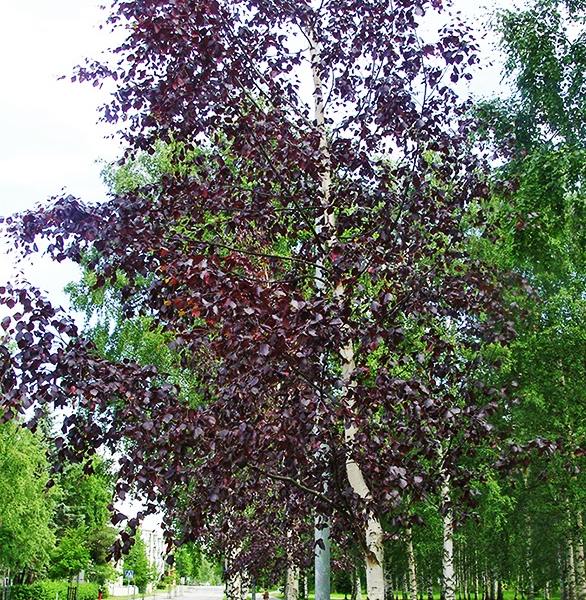 Betula pendula 'Purpurea' (Rdečelistna breza)