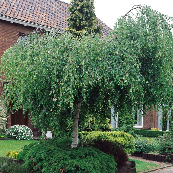Betula pendula 'Youngii' (Povešava breza)