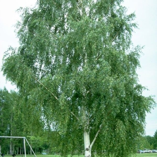 Betula pendula (Navadna breza)