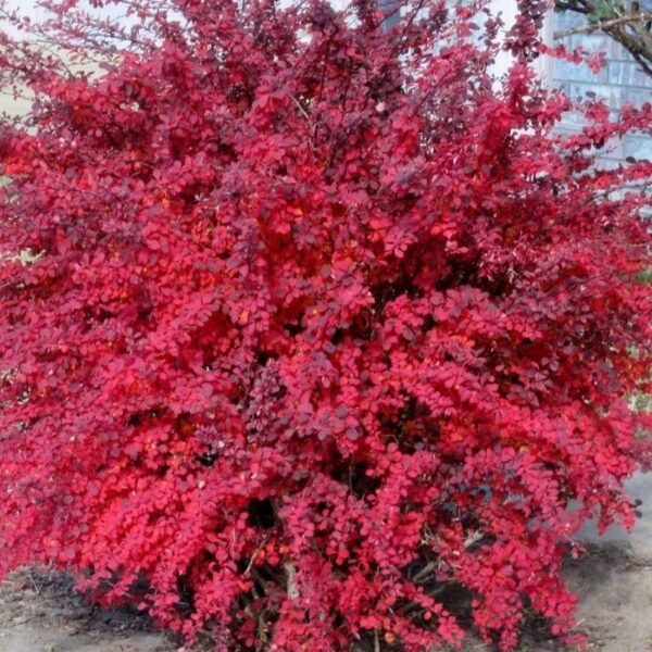 Berberis thunbergii 'Atropurpurea Nana' (Rdečelistni češmin)