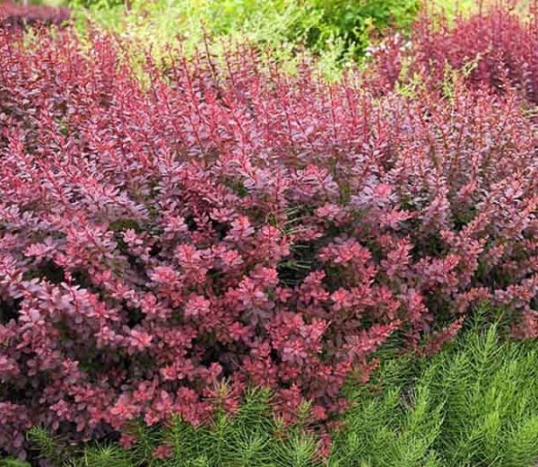 Berberis thunbergii 'Atropurpurea' (Rdečelistni češmin)