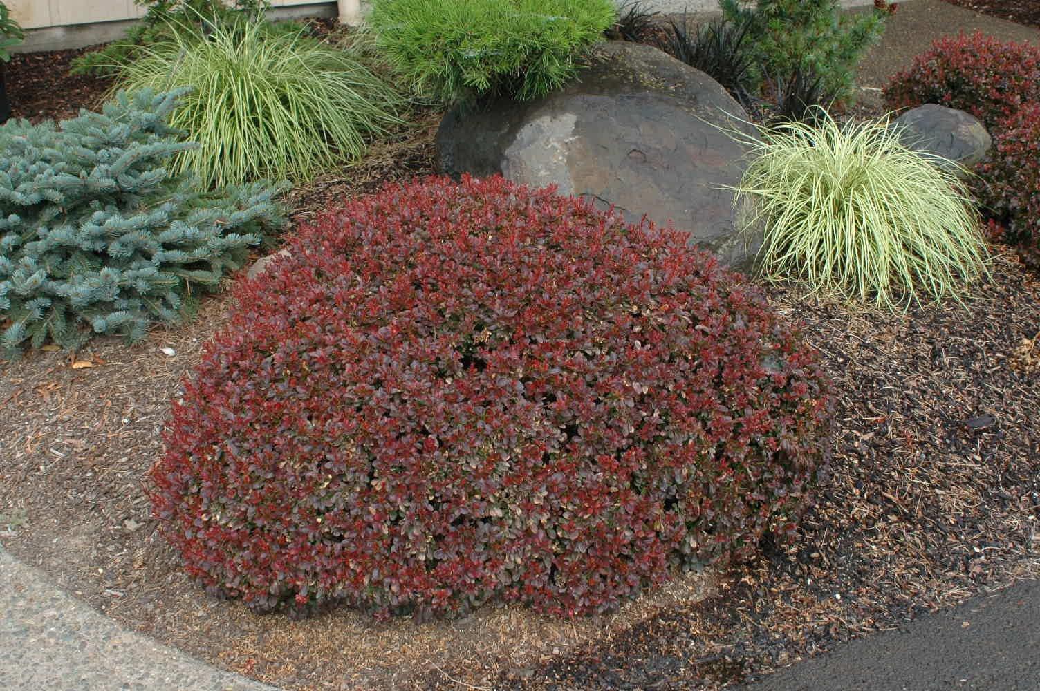 BETHBA_0.jpg Berberis thunbergii 'Bagatelle' (Pisanolistni češmin) - slika 1