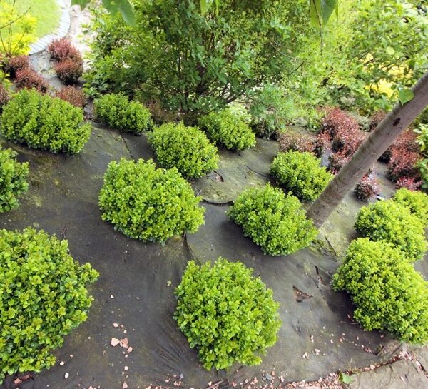 Berberis thunbergii 'Kobold' (Japonski češmin)