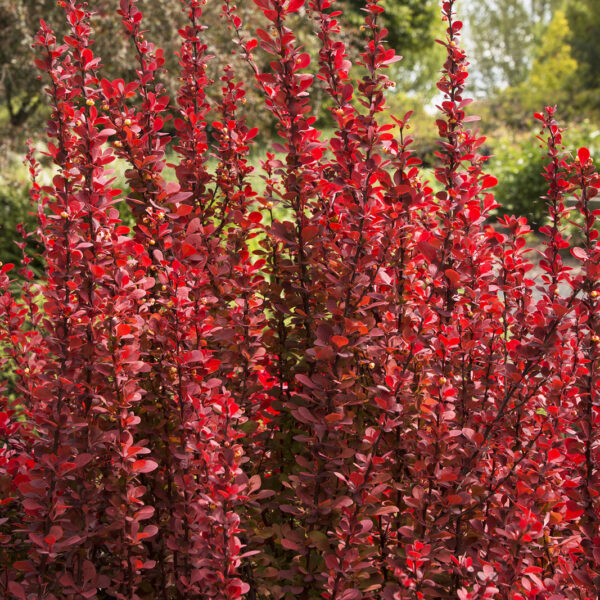 Berberis thunbergii 'Red Rocket' (Rdečelistni češmin)