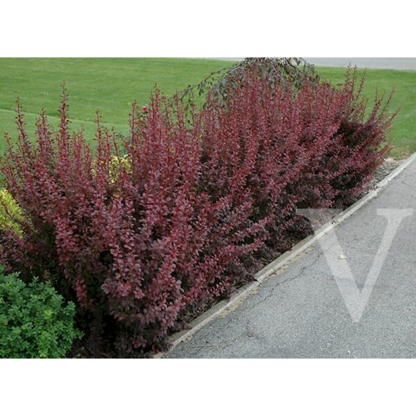 Berberis thunbergii 'Rose Glow' (Rdečelistni češmin)