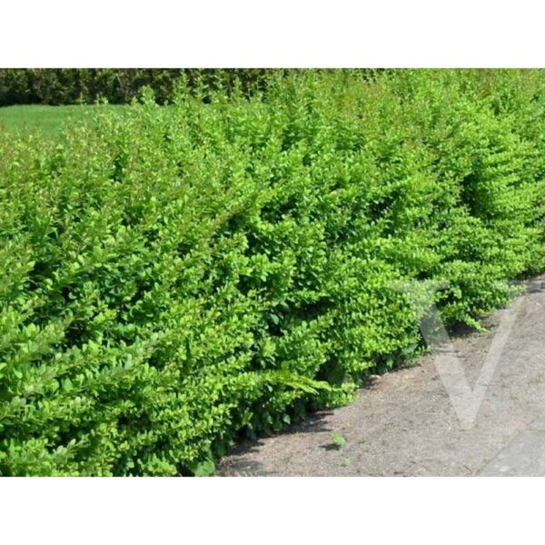 Berberis thunbergii (Češmin)