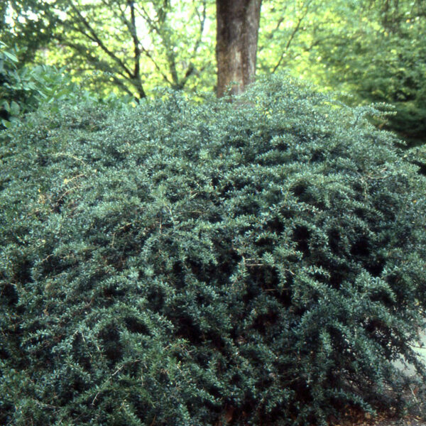 Berberis verruculosa (Bradavičasti češmin)