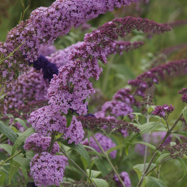 Buddleja davidii 'Border Beauty' (Metuljnik)