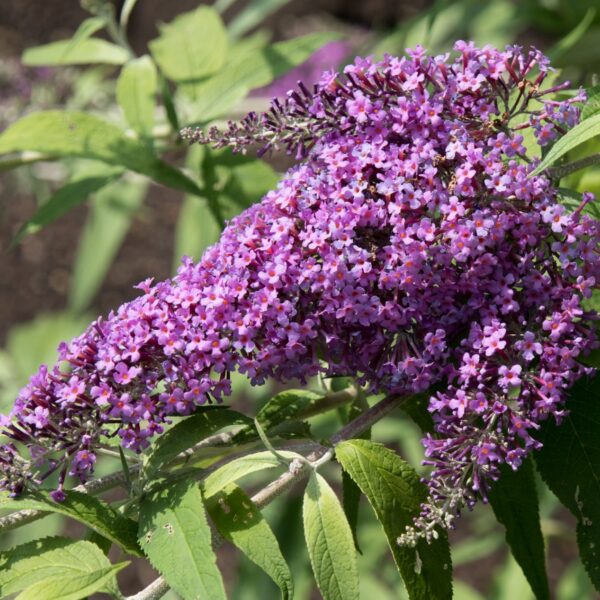 Buddleja davidii 'Dartmoor' (Metuljnik)