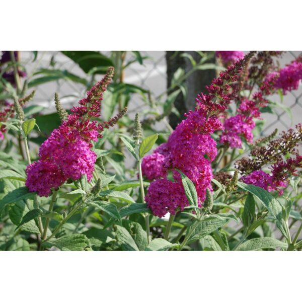 Buddleja davidii 'Miss Ruby' (Metuljnik)