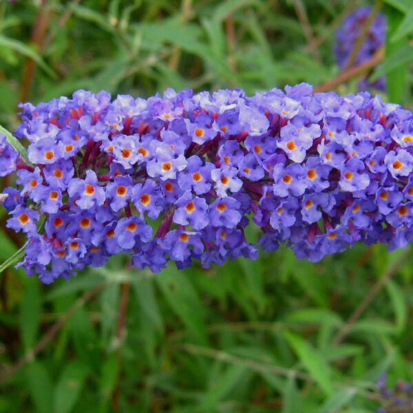 Buddleja davidii 'Nanho Blue' (Metuljnik)